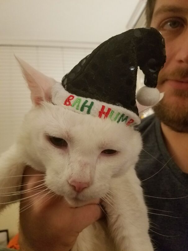 This Cat Is My Spirit Animal