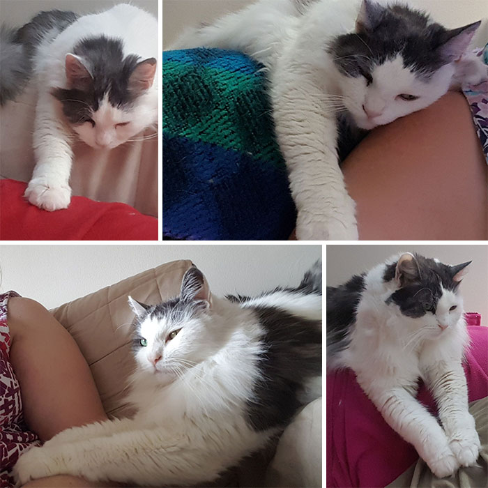 If She Wasn't Sleeping In My Arms Or Around My Neck, Sadie Was Nearby, Usually On The Back Of The Couch, Reaching Out To Touch Me And Just Making Sure I Was There. Miss You Every Day, Sweet Baby. Rest In Peace