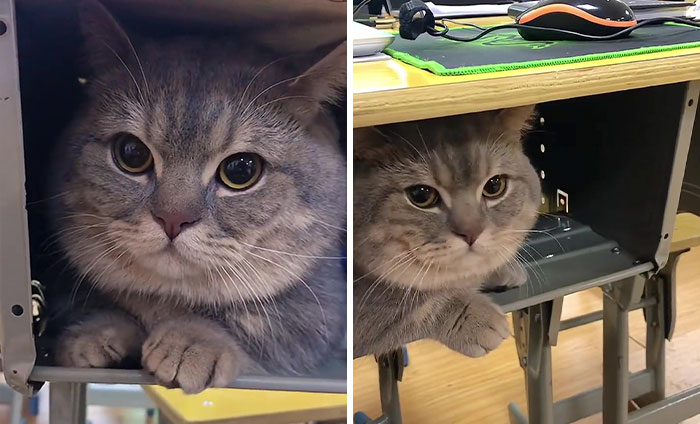 Woman Smuggles A Cat Into Her Classes Because It Didn’t Want To Be Left Alone