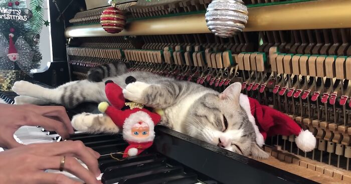 People Are Loving This Video Of A Cat Getting A “Piano Hammer Massage” While His Owner Plays Christmas Songs