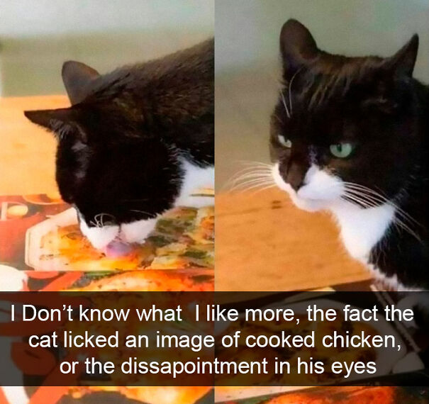 cat-snapchat-funn-5fd3c0d758309.jpg