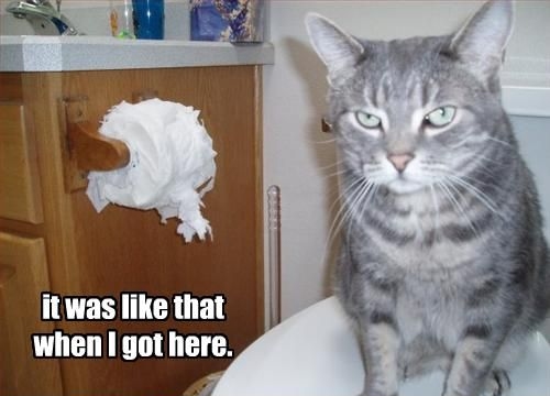 cat-toilet-paper-5fe08bfb5349f.jpg