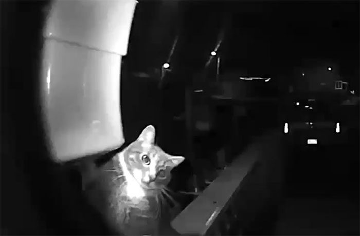 Owner Was Surprised By A Late-Night Doorbell, Turns Out It Was Her Cat
