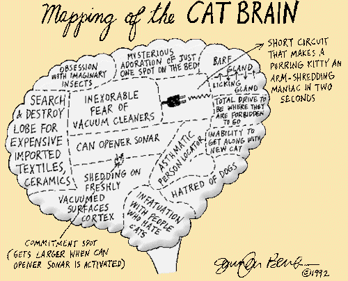 catbrainmap-5fdf273075628.gif
