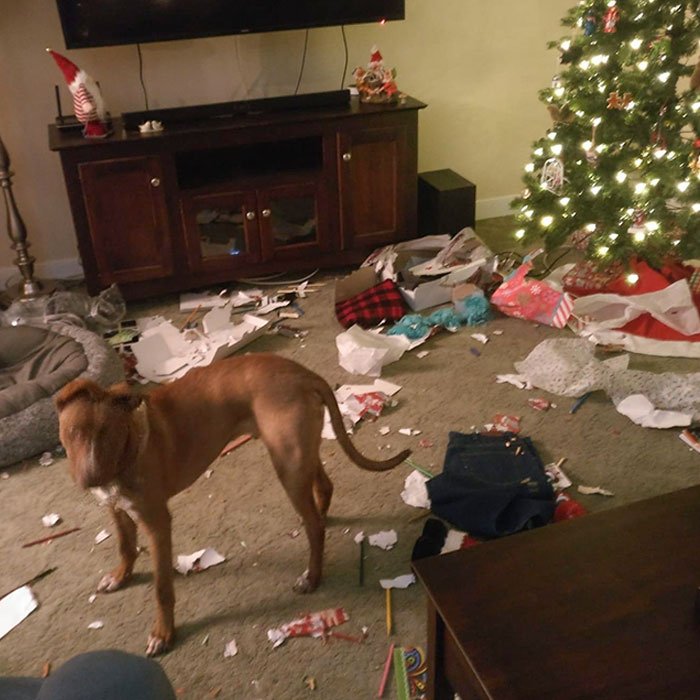 Someone Got To The Presents First