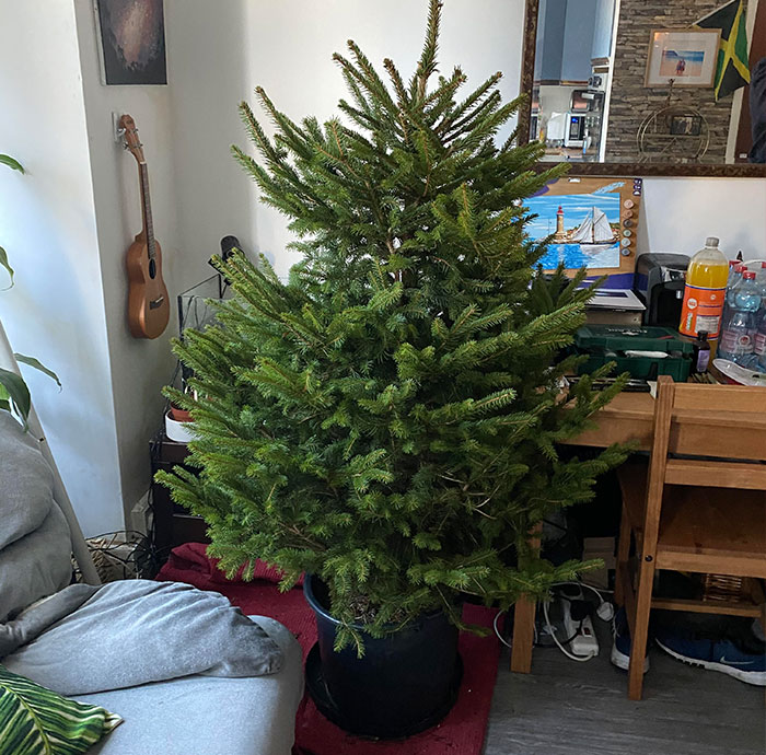 London’s Christmas Tree Rental Provides A Solution That Solves The Real VS. Artificial Tree Debate