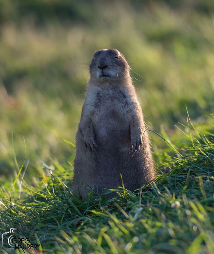 After Falling Asleep For The Third Time In A Row, Ralph Is No Longer Allowed To Take The Late Afternoon Guard Duty Shift
