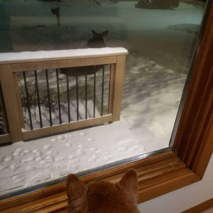 My Dog: Fren? Me: No, Not Friend. My Dog: May Be Shy Fren. I Watch. Me: Facepalm