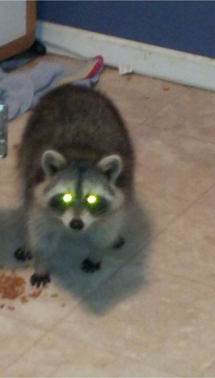 So I Had A Pet Door..... How Many Other People Can Say They Had A Raccoon Come In And Sleep On Their Couch For Days With Three Cats And Share Food Bowl. Then Had To Get Rid Of Couches Cause Raccoon Kept Peeing On It