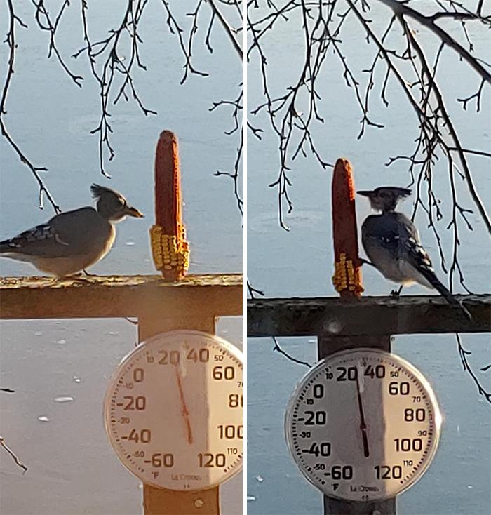 My Dad Has Dementia And One Of His Simple Pleasures Is Watching The Birds. Behold The Majestic Bluejay Dad Calls Scruffneck