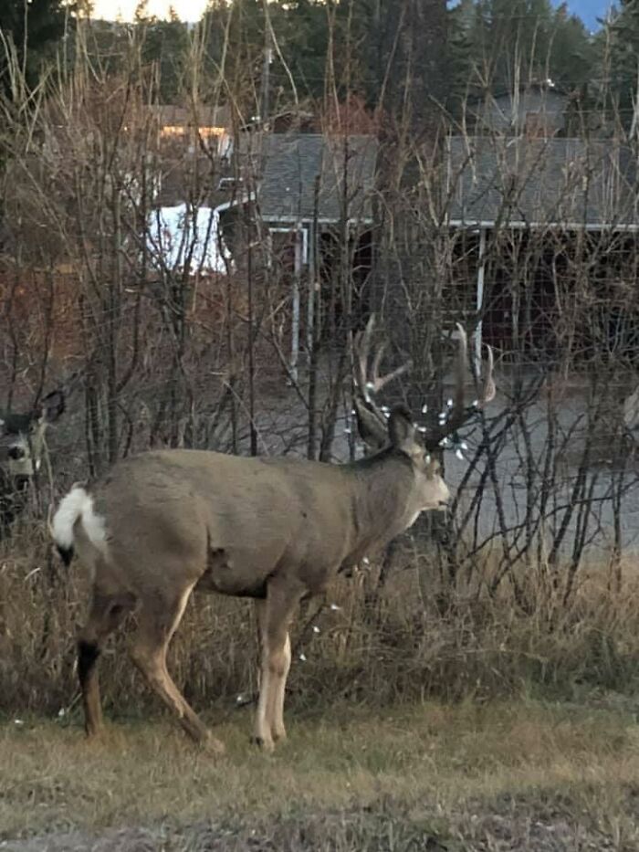 Found Out Who Stole My Christmas Lights!!!