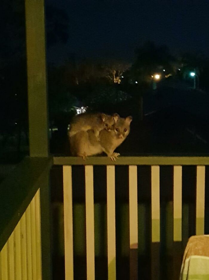 The Baba Is Getting Big Thanks To All Of Our Fruit Bearing Plants That We Are Not Entitled To. It's A Good Thing You Guys Are So Cute. But You Owe Me Dammit!!! I Want An Awesome Picture Of You!!!! Stay Up A Little Late And Come In The Morning??