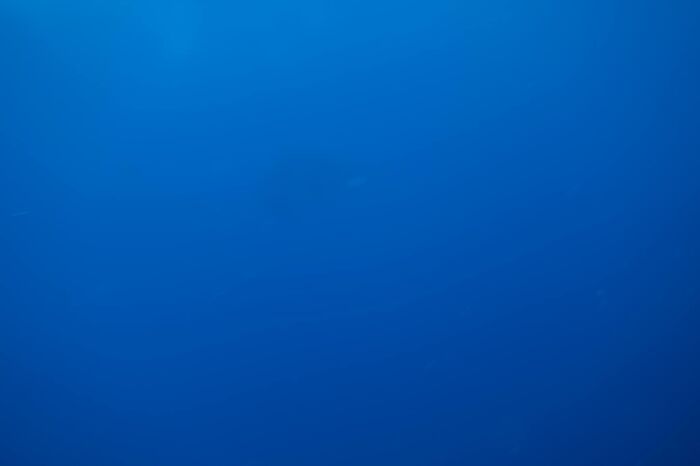 Amazing Photo Of My First Hammerhead Shark