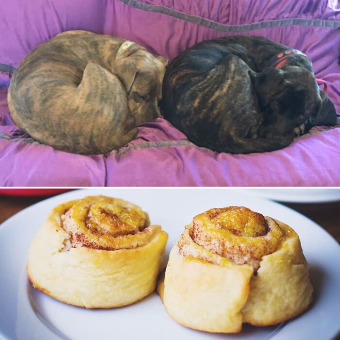 Just Two Cinnamon Rolls Chilling On The Couch