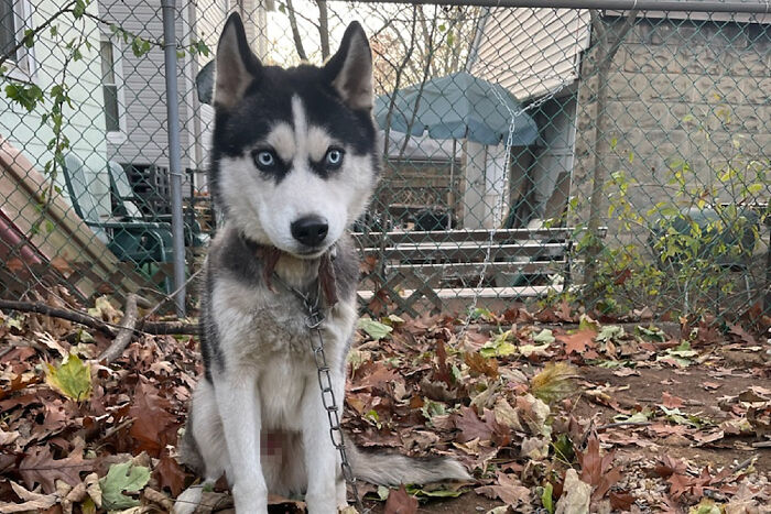 Dog Was Left Tied To A Fence All Alone For 5 Days Because His Owners Left Him When They Moved House Dog Was Left Tied To A Fence All Alone For 5 Days Because His Owners Left Him When They Moved House