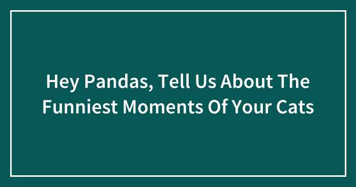 Hey Pandas, Tell Us About The Funniest Moments Of Your Cats (Closed)