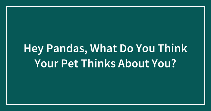 Hey Pandas, What Do You Think Your Pet Thinks About You? (Closed)