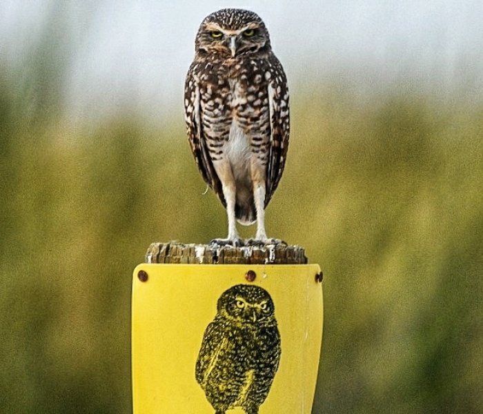 My 11 Pics Of Burrowing Owls Of The Salton Sea