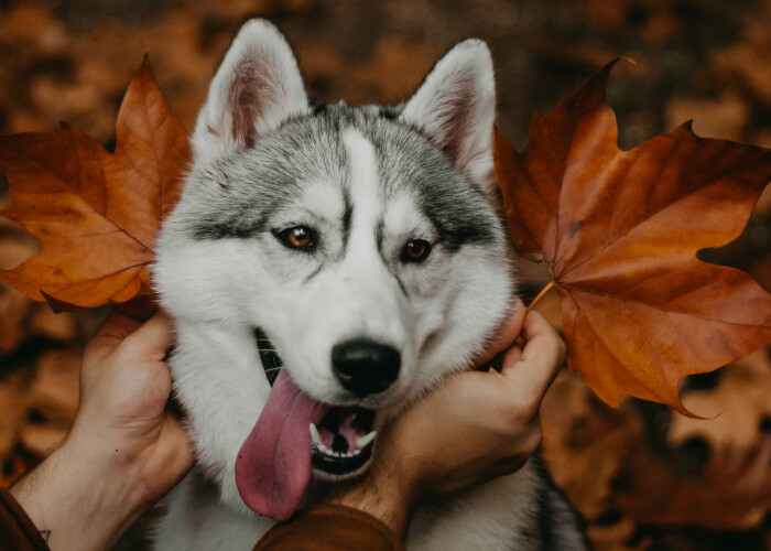 We Did An Autumn Inspired Photoshoot With Our Husky And This Is How The Photos Turned Out