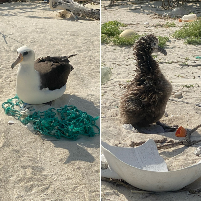 I Took Pictures Of Trash Babies In Midway Atoll