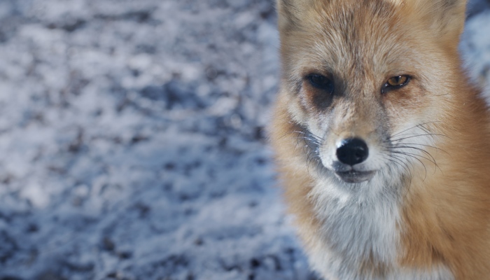 “Hide”: My Powerful Short Film Explores The Hidden Costs Behind A Fur Coat