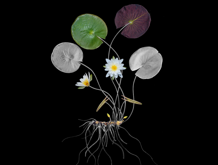 I Spent The Last Thirteen Years Photographing Wild Edible Plants Across The Continental USA