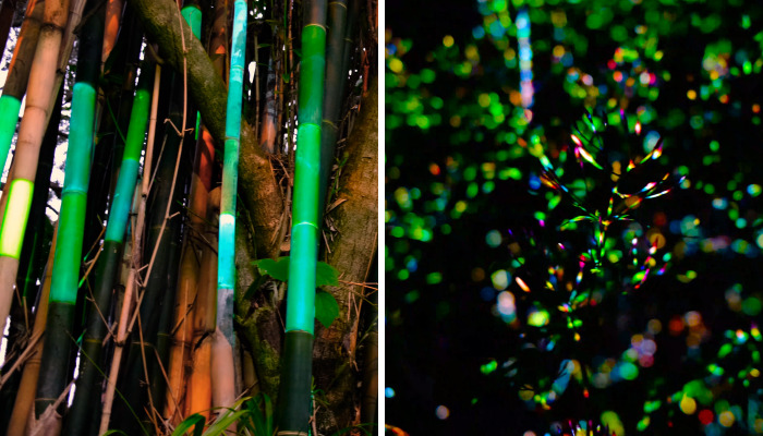 We Lit Up New Zealand Nature With Artificial Bioluminescence