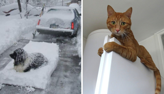 Hey Pandas, Post The Best Meme Or Funny Image That Sums Up Your Pet Perfectly (Closed)