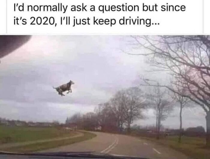 "I Saw I Flying Cow. Defiantly Not The Weirdest Thing I've Seen This Year."