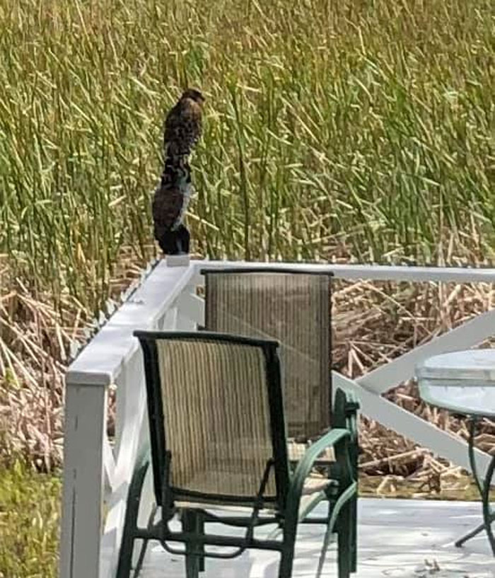 As You Can See, This Fake Owl Jack Installed To Scare Birds From Our Deck Is Really Intimidating This Red-Tailed Hawk