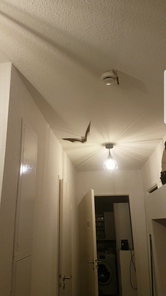 Late Night Visitor. Stayed 10 Mins Inside And Flew Out A Window. Batman... Come Back... Please