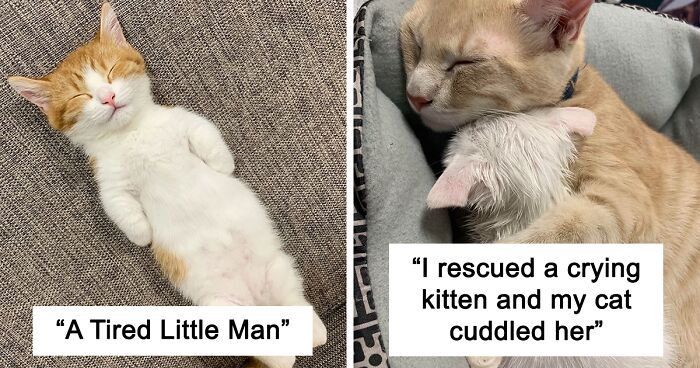 People Are Sharing Pics Of Their Cats Sleeping And The Pics Will Surely Brighten Your Day (New Pics)