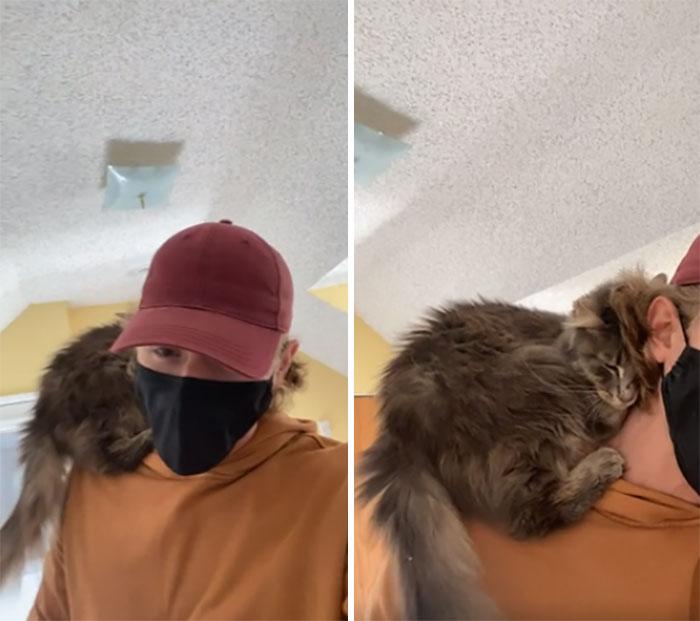 Within 2 Seconds Of Meeting The Cat I Was Adopting, She Climbed Onto My Shoulders