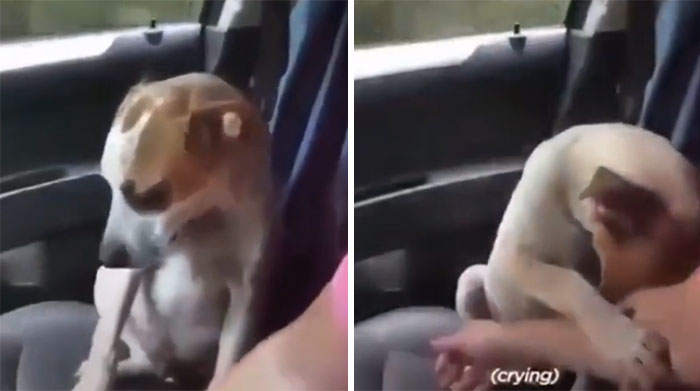 Dog's Reaction After Being Adopted