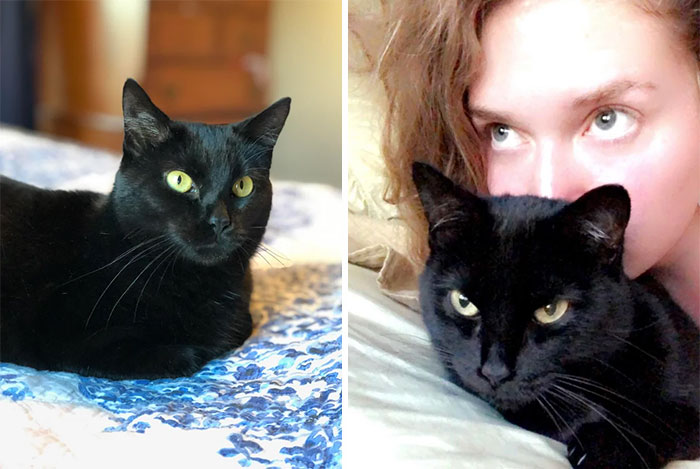 The Day After My Cat Died, I Went To The Shelter And Told The Employee That I’d Adopt The Cat That Had Been There The Longest. She Said, “It’s An Older Black Cat... Are You Sure?” I Was Never So Sure Of Anything In My Life. Meet Dita Von Panzer