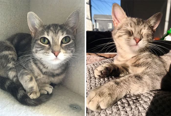 Hello My Name Is Olive And I Am Here To Tell U All A Story. Earlier This Year, My Mama's 5 Month Old Kitten, Milo, Suddenly Died And She Was Heartbroken. Then, I Chose Her To Adopt Me So I Could Help Her Heart Feel Better And Carry On Milo's Legacy. As U Can See, I Am Very Good Girl. Mewmew. The End