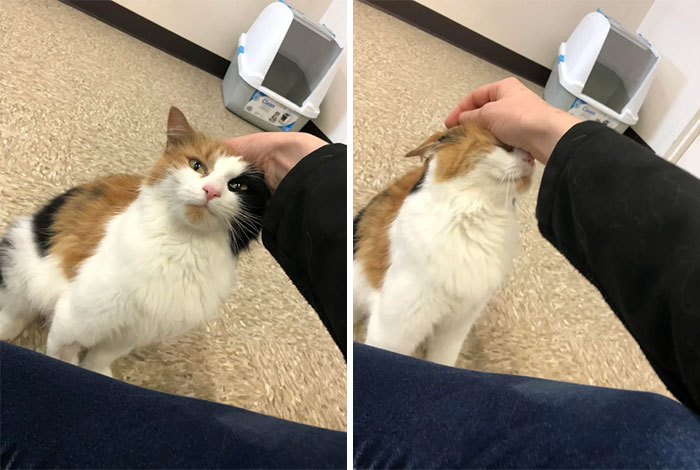 Just Signed Her Adoption Papers! Meet Eevee!