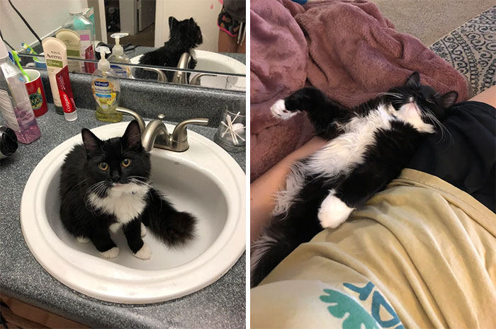 Meet Josie, My Unexpected Adopted Kitty