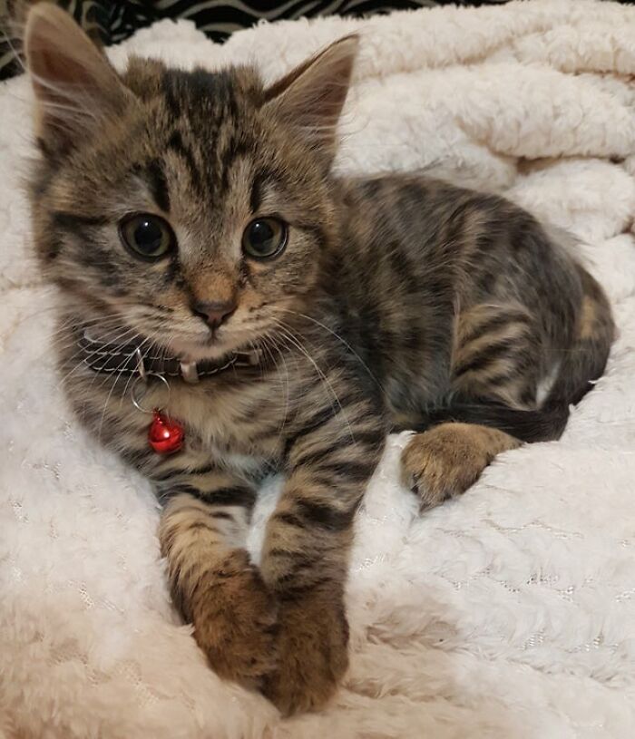 Meet Rocky! I Adopted This Amazeball A Few Days Ago...and I Just Wanted This Community To Meet My Baby Boy