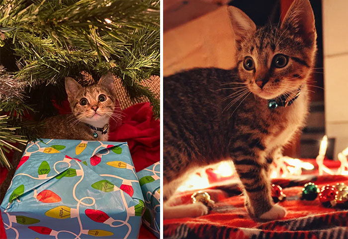 Adopted Teddy For Christmas, Safe To Say She’s Pretty Happy About It