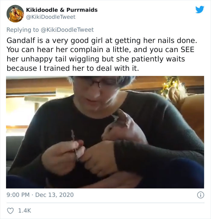 Person Shares How To Have Nice Furniture And A Happy Cat Instead Of Declawing It