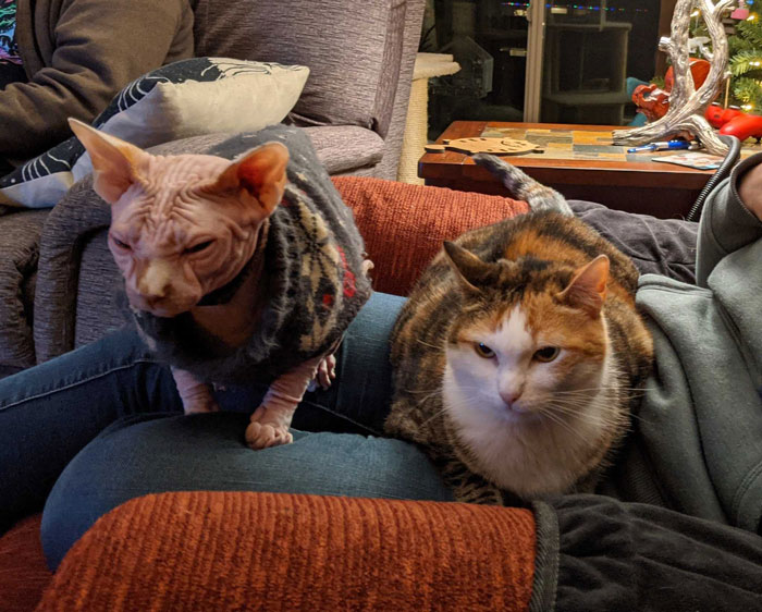 Person Shares How To Have Nice Furniture And A Happy Cat Instead Of Declawing It Person Shares How To Have Nice Furniture And A Happy Cat Instead Of Declawing It