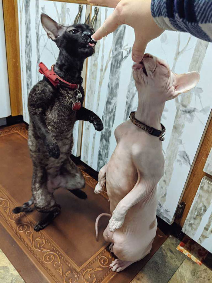 Person Shares How To Have Nice Furniture And A Happy Cat Instead Of Declawing It