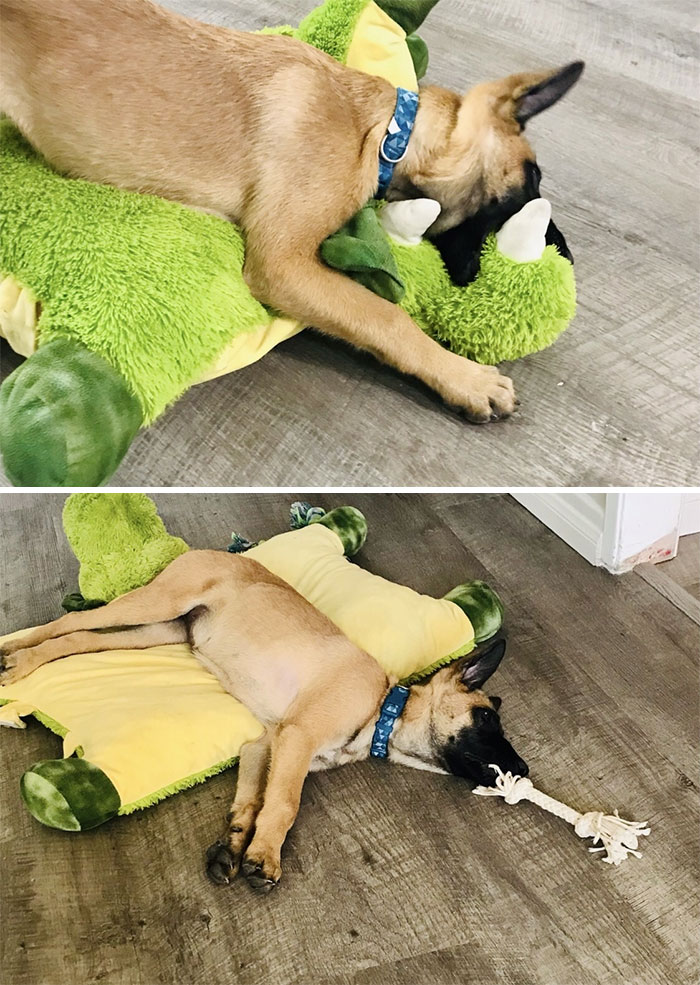 This Is Sparrow And Her Dinosaur. It’s A War Between Love And Hate Here