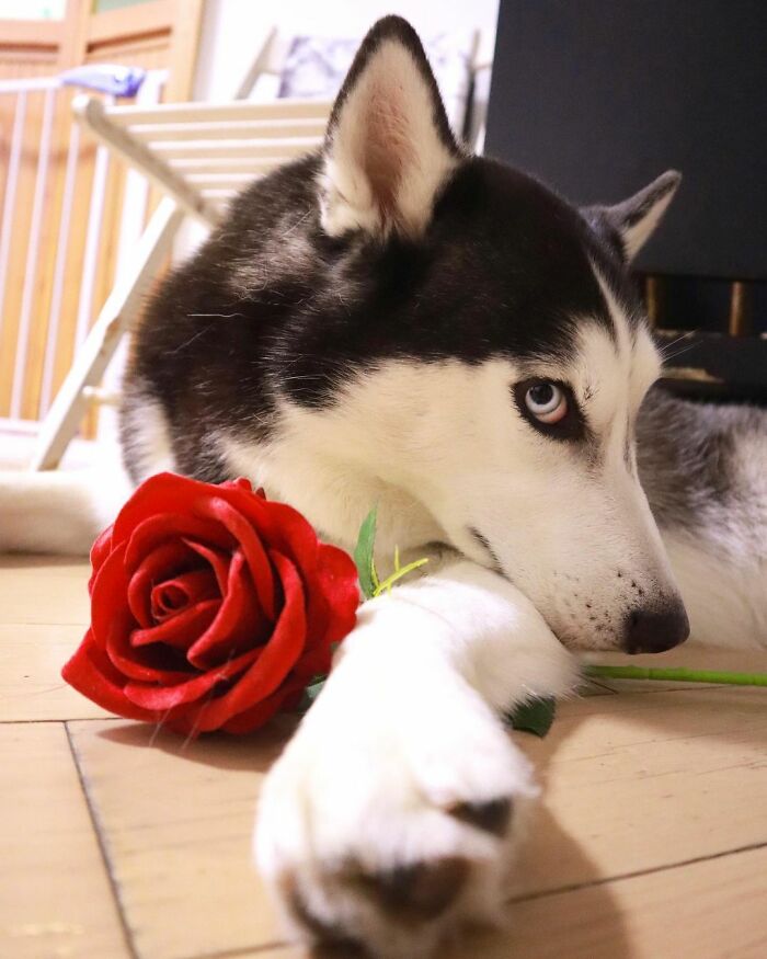 Dog-Husky-Honam-Stunning-Hong-Kong