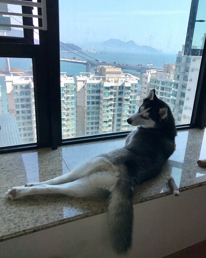 Dog-Husky-Honam-Stunning-Hong-Kong
