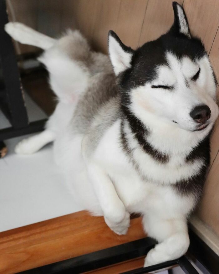 Dog-Husky-Honam-Stunning-Hong-Kong