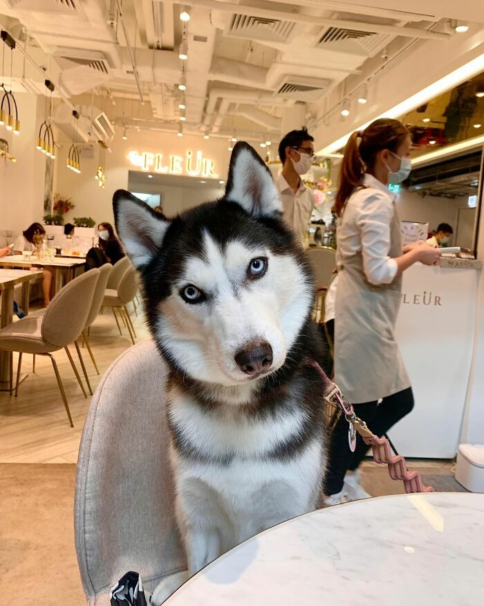 Dog-Husky-Honam-Stunning-Hong-Kong