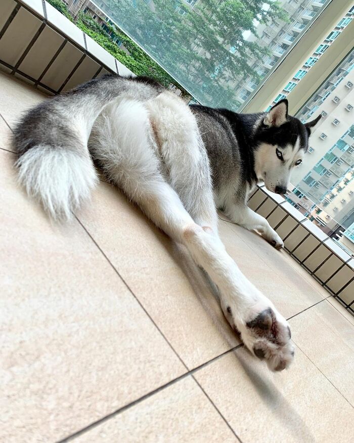 Dog-Husky-Honam-Stunning-Hong-Kong