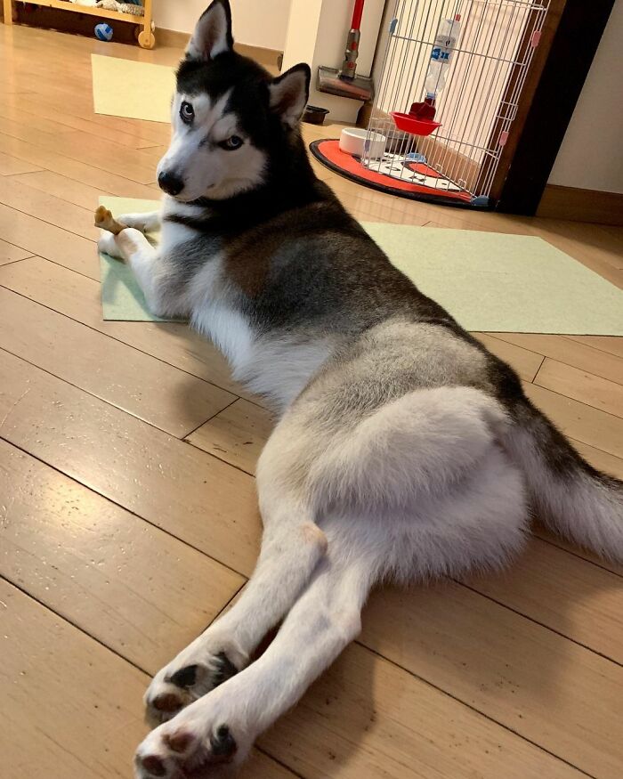 Dog-Husky-Honam-Stunning-Hong-Kong